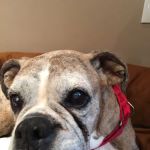 Ansley Animal Clinic