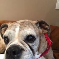 Ansley Animal Clinic ico