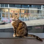 CityVet | Midtown Veterinary Clinic & Urgent Care