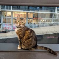 CityVet | Midtown Veterinary Clinic & Urgent Care ico