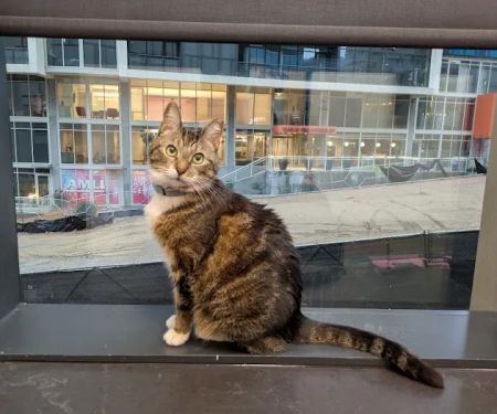 CityVet | Midtown Veterinary Clinic & Urgent Care