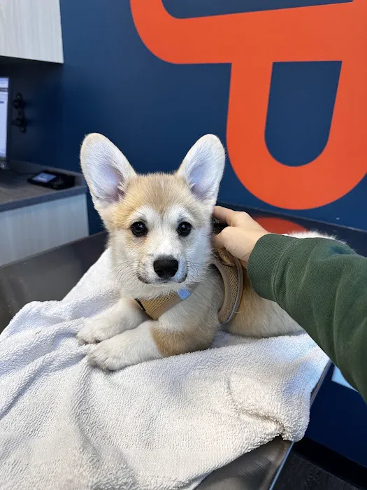 CityVet | Midtown Veterinary Clinic & Urgent Care Picture 2