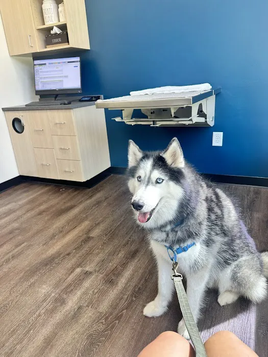 CityVet | Midtown Veterinary Clinic & Urgent Care Picture 3