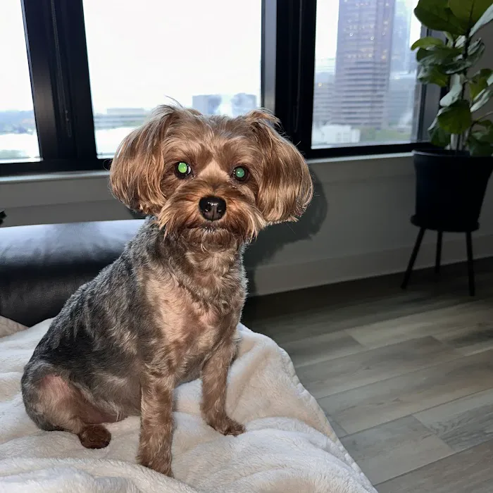 CityVet | Midtown Veterinary Clinic & Urgent Care Picture 6