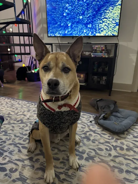 CityVet | Midtown Veterinary Clinic & Urgent Care Picture 7