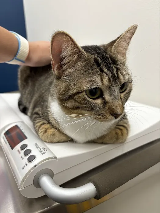 CityVet | Midtown Veterinary Clinic & Urgent Care Picture 10