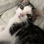 Banfield Pet Hospital