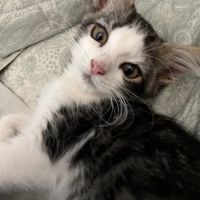 Banfield Pet Hospital ico