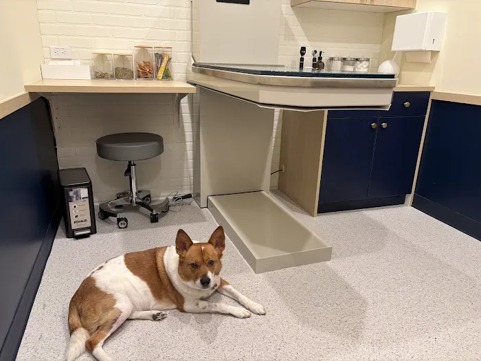 Bond Vet - Ponce Picture 2