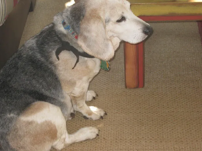 The Village Vets Picture 9