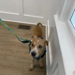 Simmons Veterinary Clinic