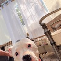 Lithonia Animal Hospital ico