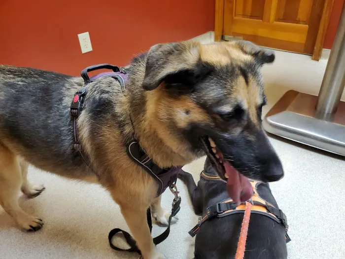 Evans Mill Animal Hospital Picture 10