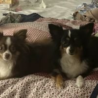 Murrells Inlet Veterinary Hospital ico