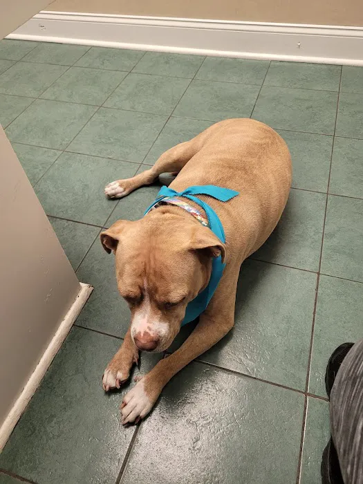 Murrells Inlet Veterinary Hospital Picture 7