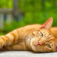 Young Veterinary Hospital: Young Ross DVM ico