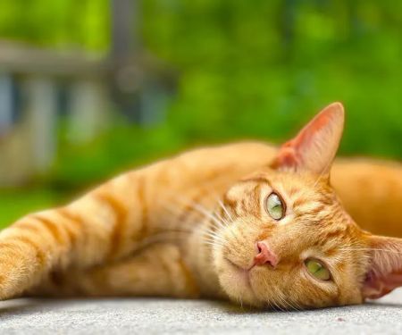 Young Veterinary Hospital: Young Ross DVM