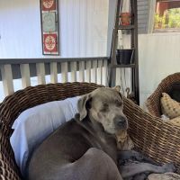 Young Veterinary Hospital ico
