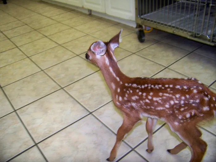 Sandhills Animal Hospital Picture 8
