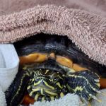 Footloose Veterinary Services, LLC