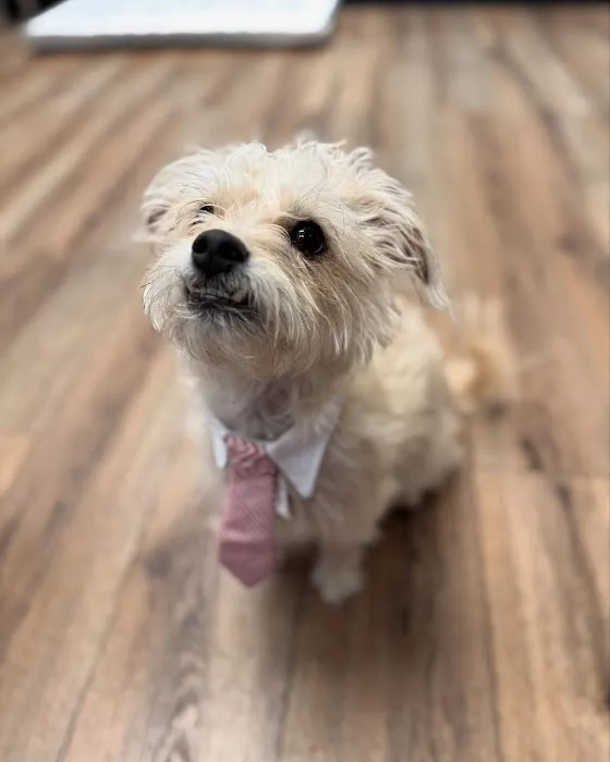 Florence Animal Hospital Picture 8