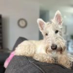 Windsor Animal Hospital