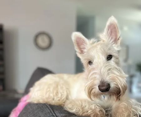 Windsor Animal Hospital