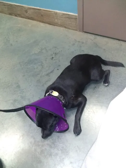 Windsor Animal Hospital Picture 10