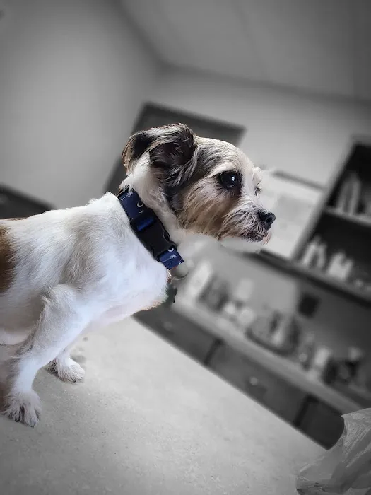 Southern Paws Animal Medical Center Picture 1
