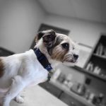 Southern Paws Animal Medical Center