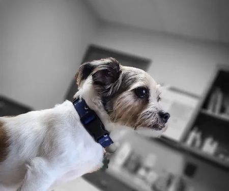 Southern Paws Animal Medical Center