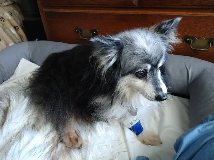 Southern Paws Animal Medical Center Picture 2