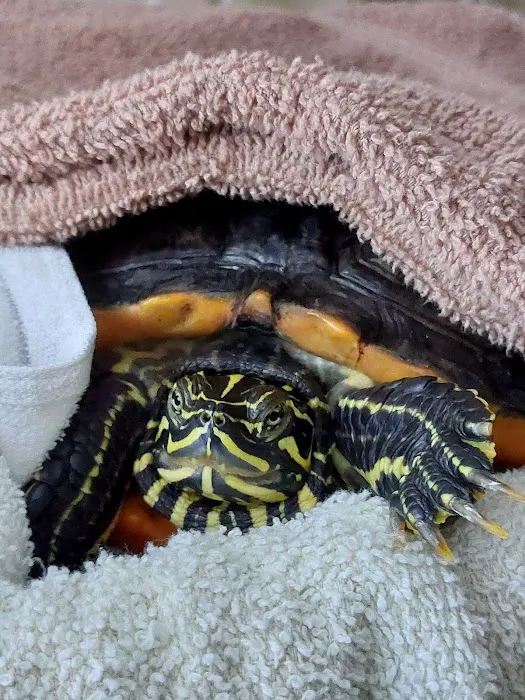 Southern Paws Animal Medical Center Picture 8