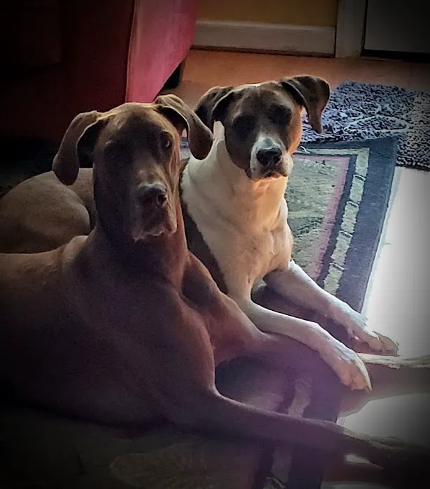 Southern Paws Animal Medical Center Picture 5