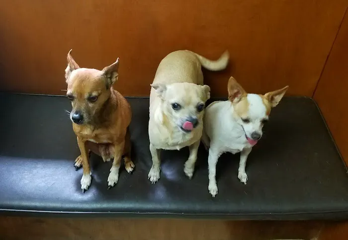 Southern Paws Animal Medical Center Picture 6
