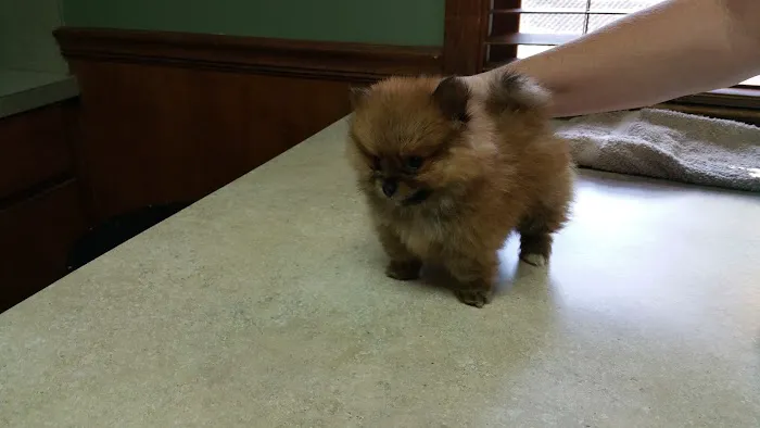 Southern Paws Animal Medical Center Picture 7