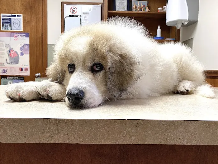 Southern Paws Animal Medical Center Picture 4