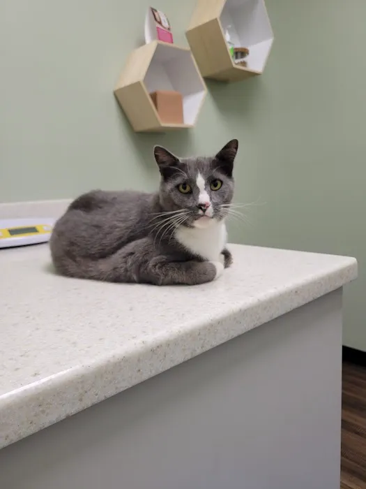 The Animal Doctor Picture 5