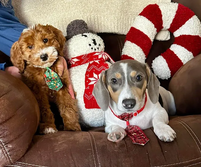 Hewitt Animal Hospital, A Thrive Pet Healthcare Partner Picture 2