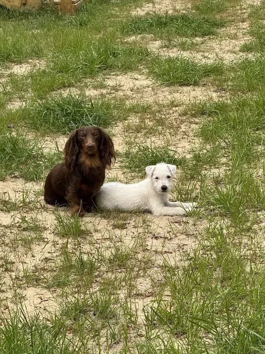 Hewitt Animal Hospital, A Thrive Pet Healthcare Partner Picture 4