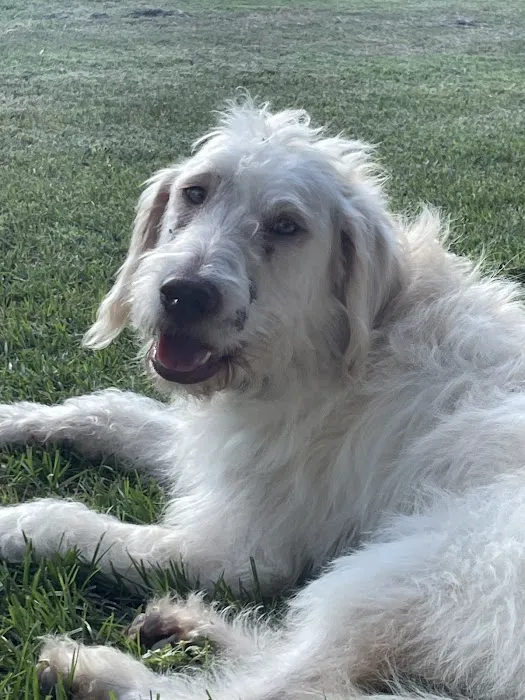 Hewitt Animal Hospital, A Thrive Pet Healthcare Partner Picture 7