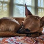 Palmetto Animal Hospital: Dr. Lee Burnett, DVM