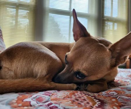 Palmetto Animal Hospital: Dr. Lee Burnett, DVM