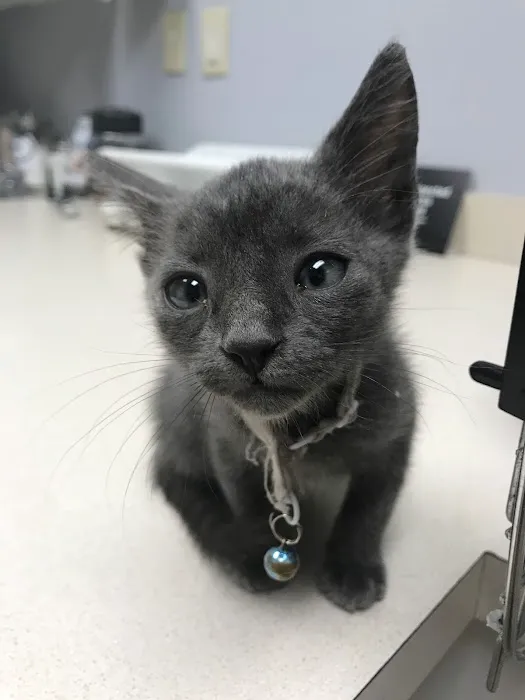 Palmetto Animal Hospital Picture 2