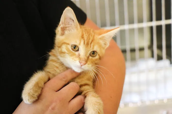 Palmetto Animal Hospital Picture 7