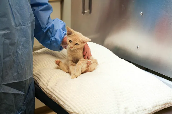 Palmetto Animal Hospital Picture 8
