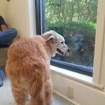 Cashua Veterinary Care