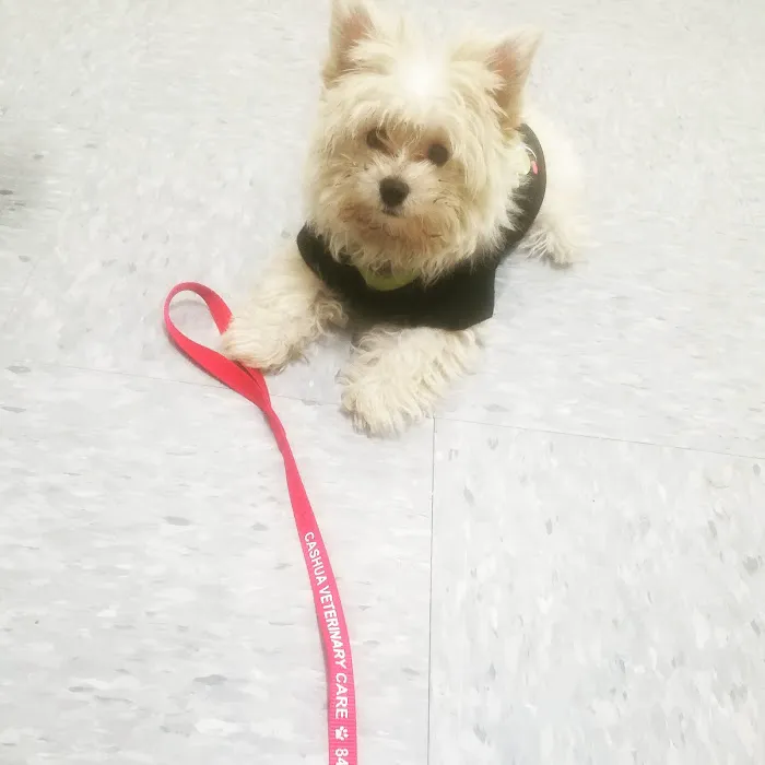 Cashua Veterinary Care Picture 3