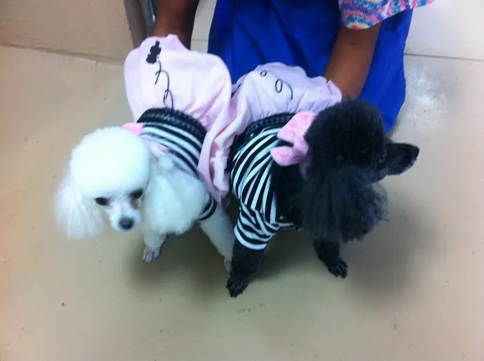 Companion Veterinary Care Center Picture 1