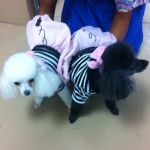 Companion Veterinary Care Center